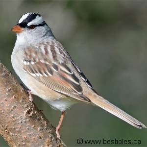 Photo d'un bruant � couronne blanche
