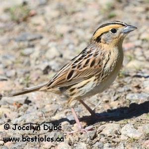 Photo d'un bruant de Le Conte