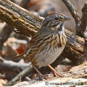 Photo d'un bruant de Lincoln