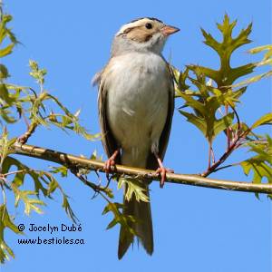 Photo d'un bruant des plaines