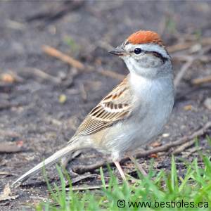 Photo de bruant familier