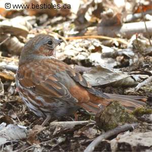 Photo d'un bruant fauve