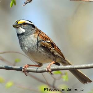 Bruant � gorge blanche