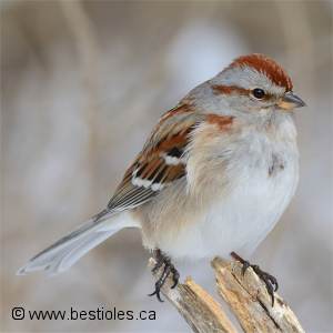 Photo d'un bruant hudsonien