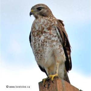 Buse � �paulettes