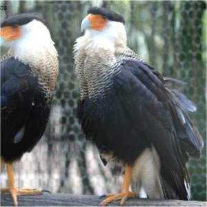 Caracara