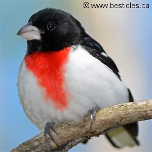 Cardinal � poitrine rose