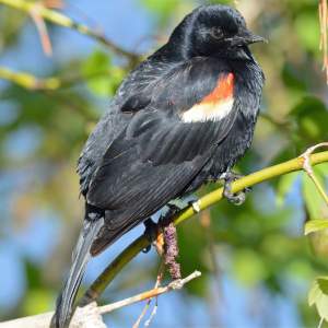 Carouge � �paulettes