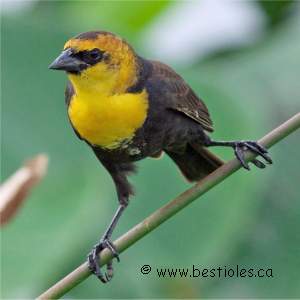 Carouge � t�te jaune