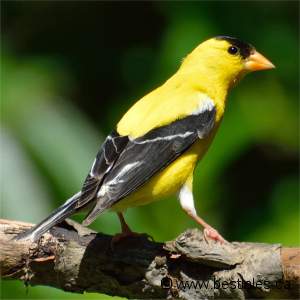 Chardonneret jaune