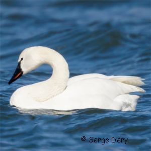Cygne siffleur
