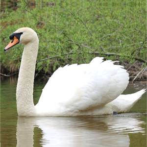 Cygne tubercul�
