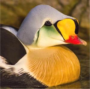 Eider � t�te grise