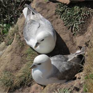 Fulmar bor�al