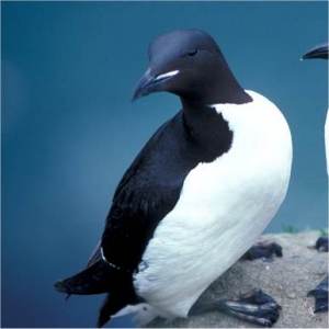 Guillemot de Br�nnich