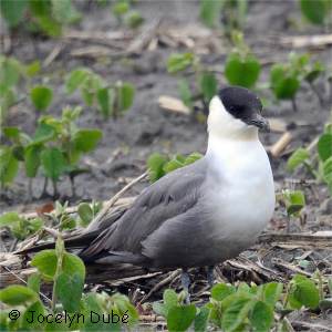 Labbe � longue queue