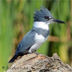 Martin-p�cheur d'Am�rique