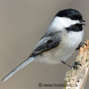 M�sange � t�te noire