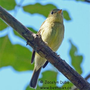 Moucherolle � ventre jaune