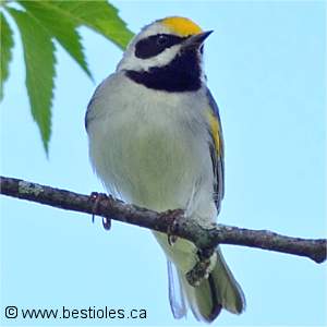 Paruline � ailes dor�es