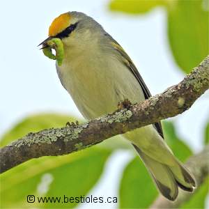 Paruline de Brewster