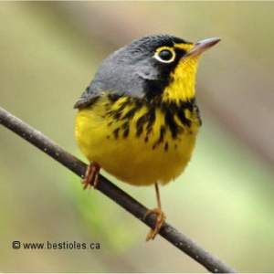 Photo d'une paruline du Canada