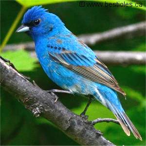 Passerin indigo