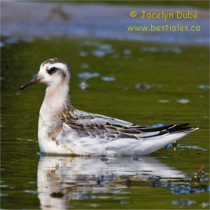 Phalarope � bec large en plumage hivernal