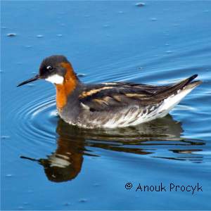 Phalarope � bec �troit