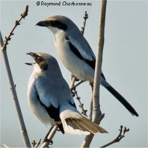 Pie gri�che migratrice