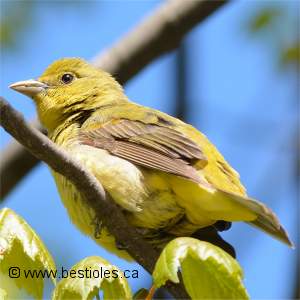 Piranga �carlate (femelle)