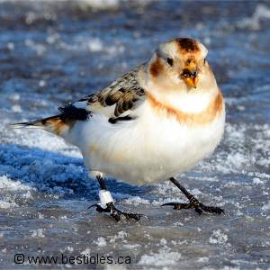 Plectrophane des neiges