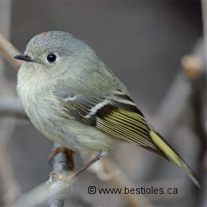 Roitelet � couronne rubis