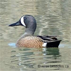 Sarcelle � ailes bleue