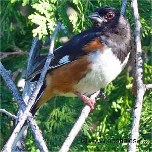 Tohi � flancs roux