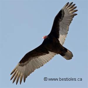 Urubu � t�te rouge