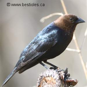 Vacher � t�te brune