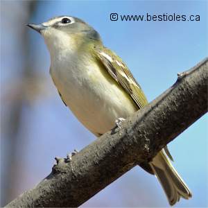 Vir�o � t�te bleue