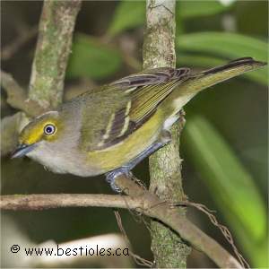 Vir�o aux yeux blancs