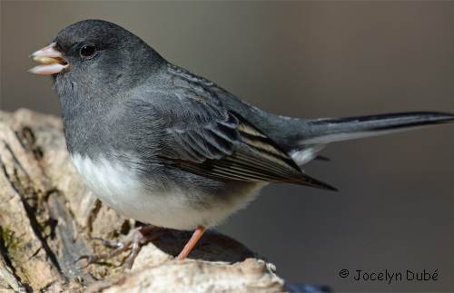 Photo d'un junco ardois� m�le