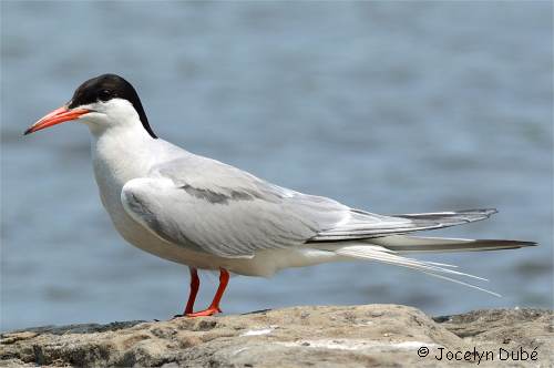 Oiseau de la famille des Laridés
