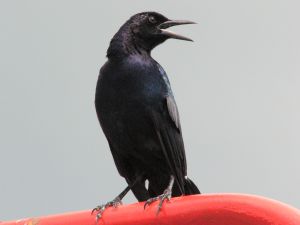 Photo d'un merle noir