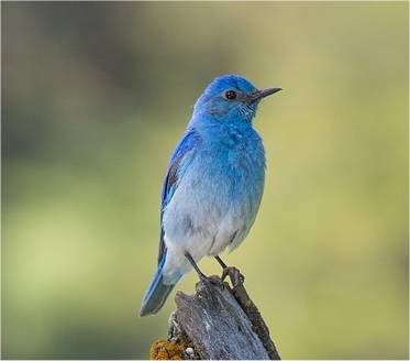 Photographie d'un merlebleu azur�