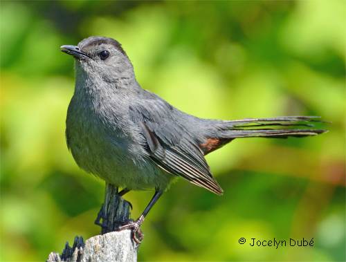 Photo d'un oiseau de la famille des mimid�s (Mimidae)