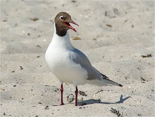 Mouette rieuse