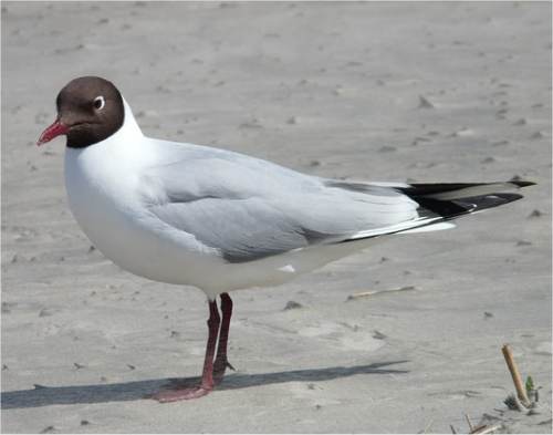 Photo d'une mouette rieuse