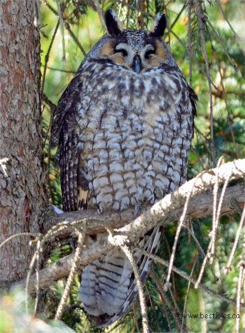 Photo d'un hibou moyen-duc