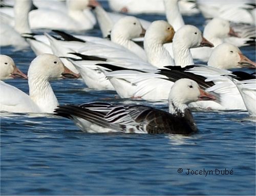 Oie des neiges