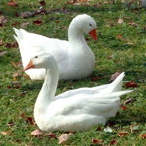 Photo d'un couple d'oies blanches