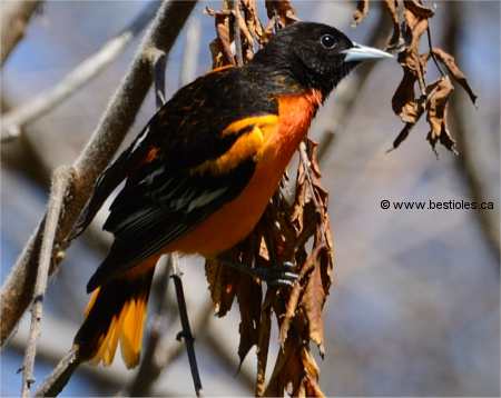 Photo d'oriole de Baltimore